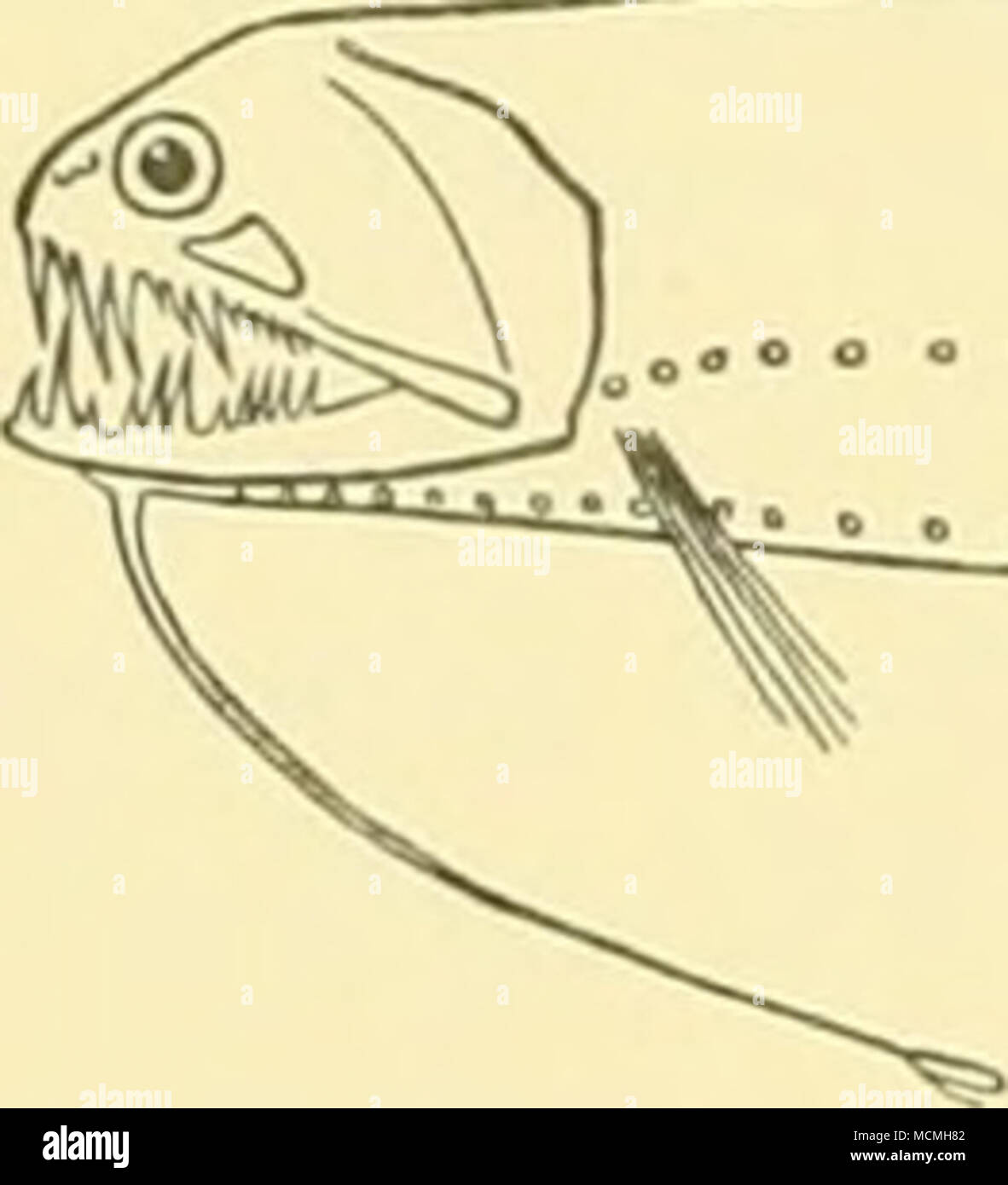 . ^^-"-'-'"^ Fig. 24. Haplostomias tentaculatus. (X i.) descritto da un unico esemplare 204 mm. di lunghezza. Il più grande campione studiato da Regan e Trewavas era 100 mm. in lunghezza, e la figura allegata mostra la differenza nella forma del corpo in due pesci. Echiostoma tanneri (Gill, 1883). Regan e.Trewavas, t.c. p. 117, fig. 113. San loi. 15. X. 26. 33° 50' a 34° 13' S, 16° 04' e 15° 49' E. ^ m. net, orizzontale, 850-950 m.: 2 esemplari, 170-200 mm. Hab. Atlantico; Golfo del Messico e il Mare dei Caraibi. Foto Stock