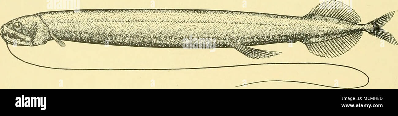 . Fig. 19. Odontostomias masticopogon. Holotype. (X J.) Flagellostomias boureei (Zugmayer, 1913). Regan e Trewavas, t.c. p. 57, pi. ii, fig. 2, testo-fig. 33. San 81. 18. vi. 26. 32° 45' 00" S, 8° 47' 00" W. 4io m. net, orizzontale, 650 (-0) m.: io campione, 60 mm. San 276. 5. viii. 27. 5° 54'00" S, 11° 19' 00" E. giovani-pesci di reti da traino, i5o(-O)m.: io campione, 85 mm. II. xi. 25. 6° 55' N, 15° 54' W. 2 m. il traino-net, orizzontale, 800 (-0) m.: 2 esemplari, 70-80 mm. Hab. Atlantico; West Indies. Foto Stock