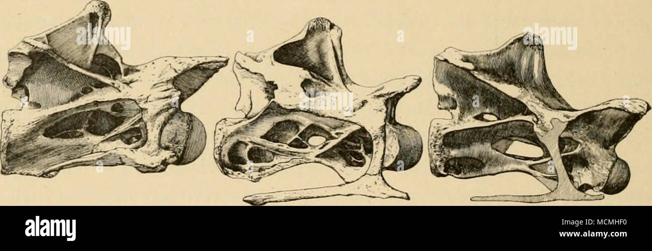. P^k;. 7. Ti'iitli, undicesima e dodicesima cervicals di Diplodocns cai-netjii. Visto da destra .lato ; un quindicesimo tsize naturale. Da n. 84, Carnegie Museum collezioni. Il collegamento di queste cavità. Vicino alla parte inferiore e il bordo posteriore della postdia- popli3'dial cavità sono presenti nella maggior parte delle vertebne (assente in C. 9) Piuttosto promi- nent meati che si. In C. 10 questi formano una vacuità situato al di sopra del canale neurale e collegando la cavità ojiposite. Le coste cervicali sono prominenti, orso sezioni anteriore e posteriore dei rami e sono collegati con i processi trasversali così enclos- ing f laterale Foto Stock
