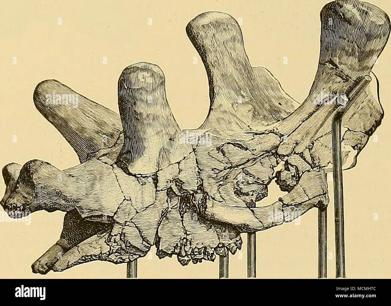 . La figura 198.-Cranio di Uintatherium Leidianum (dopo 0&GT;"bom, Scott, aud Speir); vista laterale obliqua. Circa cue-ottava dimensione naturale. Questa figura è stata fotografata su legno dall'originale heliotype piastra, citati di seguito. Osborn, Scott e Speir, Palseontological Relazione, pagg. 63-80, piastre VI-VIII, 1878. Osborn, Memoir su Loxolophodon e Uintatherium, pagg. 18, 19, 22-24, piastra II, 1881. Cope, American naturalista, Vol. XVIII, p. 1117, tig. 10, novembre 1884. Il tipo esemplare di questa specie è stata raccolta in 1877, vicino a Dry Creek, in Wyoming. Foto Stock