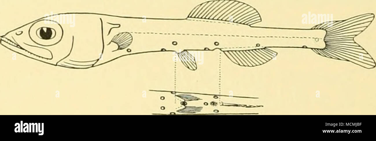 . (Pl. II, fig. 3), mostra la luminosa mento di alcuni dei principali organi luminosi. organi di colore rosso nel pesce fresco, sebbene alcuni di quelli che erano stati danneggiati apparve bianca. La loro disposizione è stata ben descritta da Brauer (' Valdivia' Tiefsee-Fische, p. 17, pi. XIV, figg. 2-3), ed è mostrato nelle figure allegate. Tra le pinne pelviche è un profondamente pigmentata corpo globulare, con uno spot luminoso sulle sue superfici anteriore e posteriore. Foto Stock