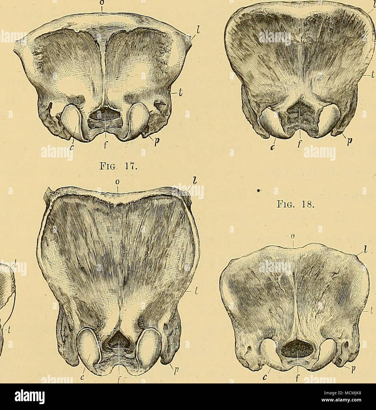 . Figura 13.-La superficie posteriore del cranio di Dinoceras mirahile, Marsh (n° lOSfi). Figura 14.-La superficie posteriore del cranio di Dinoceras latkeps, Marsh (n. 1039), maschio. Figura 15.-La superficie posteriore del cranio di Dinoceras agresie, Marsh (n. 1221). Figura 16.-La superficie posteriore del cranio di Tinoceras afflne, Marsh (n. 1574) figura.-La superficie posteriore del cranio di Ti:o.epoche ingens, Marsh (n. 1041). Figura 18.-La superficie posteriore del cranio di Tinoceras pugnax, Marsh (n. 1044). c. condilo occipitale; /. il foramen magnum; I. cresta laterale; o. cresta occipitale; p. post-processo timpanica; l. crest dietro temp Foto Stock