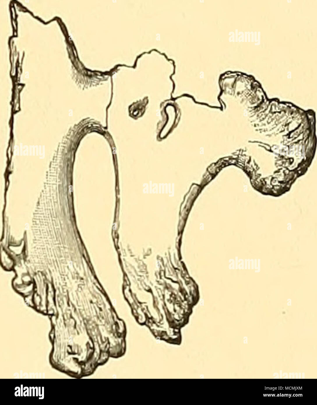 . Fig. Dodici nervature sternale di Brontomunre exceUus; vista esterna. Fig. 13.-Lo stesso campione ; vista interna. Fig. 14.-sternale della nervatura stessa persona; la vista esterna. Fig. 15-La stessa nervatura; vista interna. Tutte le cifre sono un ottavo dimensione naturale. Il VERTEBR CAUDALE.E. In specie presenti tre vertebrse avanti dietro il sacrum hanno moderato-cavità di dimensioni tra la base dell'arco neurale e i processi trasversali. Queste tasche ribassate si estendono nella base dei processi ma la centra il corretto sono solidi. Tutti gli altri cau- dals hanno la centra, processi e spine composta di densità delle ossa. Il Foto Stock