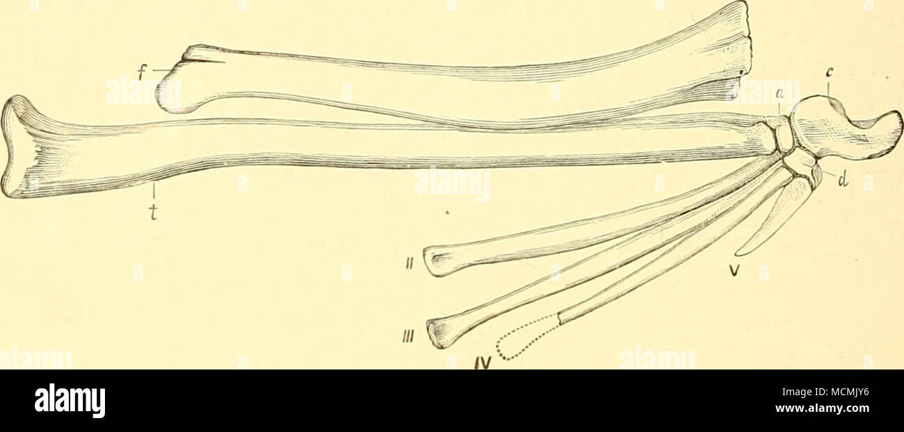 . Fin. 3.-gamba sinistra e piede di Hallopun victor Marsh; vista laterale. Dimensione naturale. un astragalo, io c calc mm; d, tarsale; /, femore; t, tibia; //, secondo metatarso; V, residuo del quinto metatarso. Tutte e tre le ossa pelviche aiutati nel formare l'acetabolo, come ui tipica dei dinosauri. La ilia sono del tipo carnivore e assomigliano nella forma quelle di Megalosaurus. Il pubes sono astiforme, e proiettata verso il basso- Ward e in avanti. Le estremità distali sono strettamente applicato a ciascun altro, ma non è materialmente espanso, e nel presente modello non sono coossilied gli uni con gli altri. La ischia proiettata verso il basso e verso il retro- Foto Stock