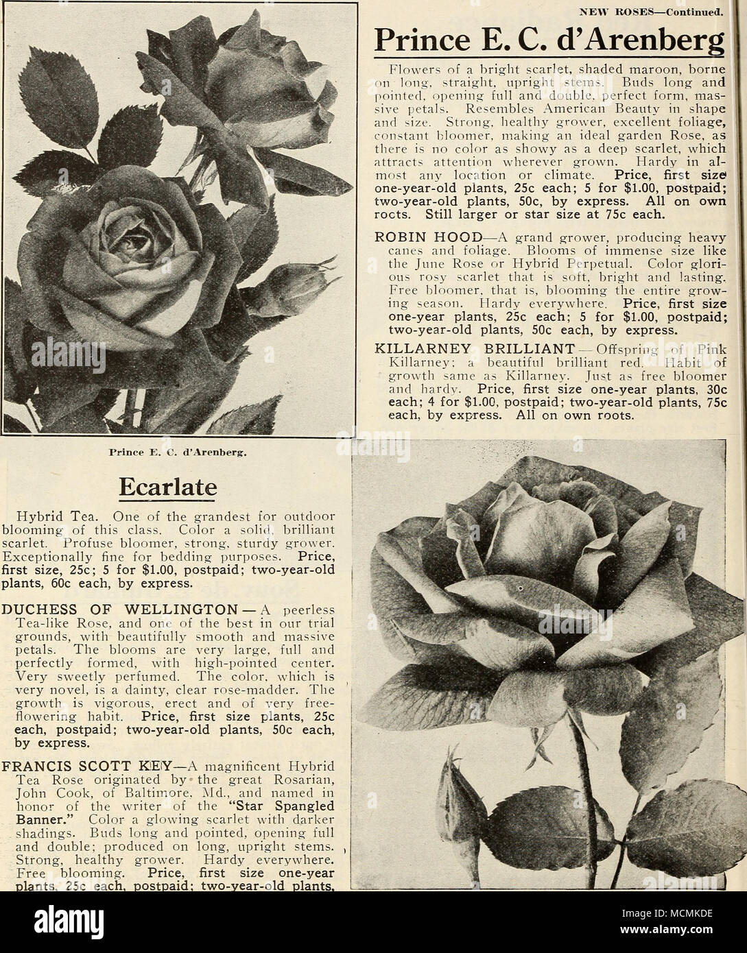 Ondata 1850 Nuova rose-continua. Il principe E. C. d'Arenberg. Ecarlate tè  ibrido. Uno dei più grandiosi per esterni di fioritura di questa classe. Il  colore di un solido, scarlatto brillante. Frondose