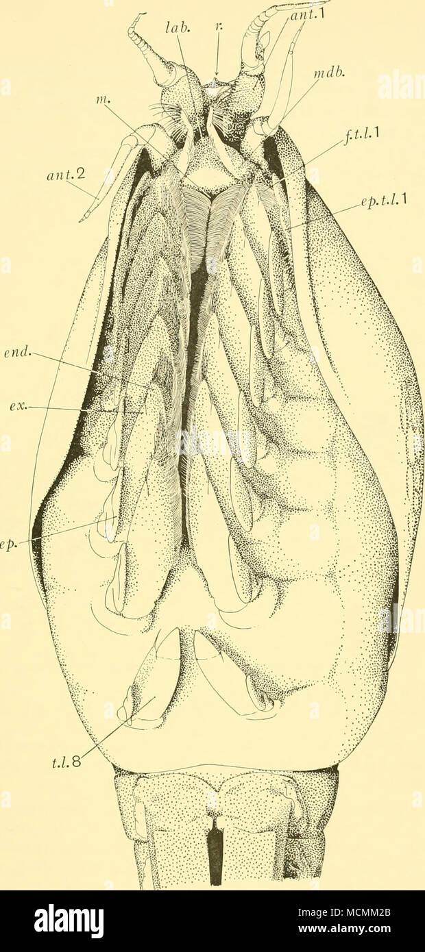 . Fig. 2. Nebaliopsis typica. Vista ventrale. ant. Ho, antennule; ant. 2, antenna; fine. endopodite; ep. epipodite; ep.t.l. i, epipodite del primo tronco arto; ex exopodite../../../.. io, setae filtro del primo tronco arto; lab. labrum; m. bocca; mdb. mandibola; r. rostro; t.l. 8, ottavo tronco arto. Foto Stock