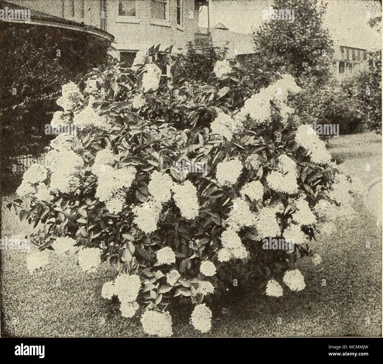 Hydrangea Paniculata Grandiflora migliori e più di ornamentali tutti Hardy  arbusti. Le Ortensie sono ampiamente utilizzati per il cantiere, la.wn e  hedge semina e per gli schermi. Raggiunge un altezza di