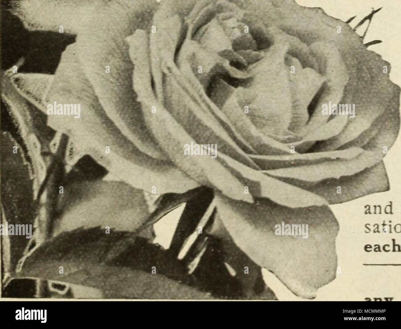 . Vick Caprice Mrs, John Laing immenso fiori, piena e doppia, sostenuti in gran profusione con lunghi steli rigidi ed estremamente dolce. Chiara e luminosa, splendente rosa, squisitamente ombreggiato. Boccioli lunghi. Arrampicata Frau Karl Druschki come Frau Karl Druschki. o bianco American Beauty, è diventata uno dei leader di rose bianche, così ci aspettiamo che questa forma di arrampicata dello stesso Rose per diventare uno dei più famosi alpinisti bianco, come ben merita di essere, con la sua grande, scintillanti di fiori bianchi e magnifico, grande, freschi Fogliame verde. Esso ha creato un positivo sen- sation ovunque cresciuto. Interamente hardy ev Foto Stock