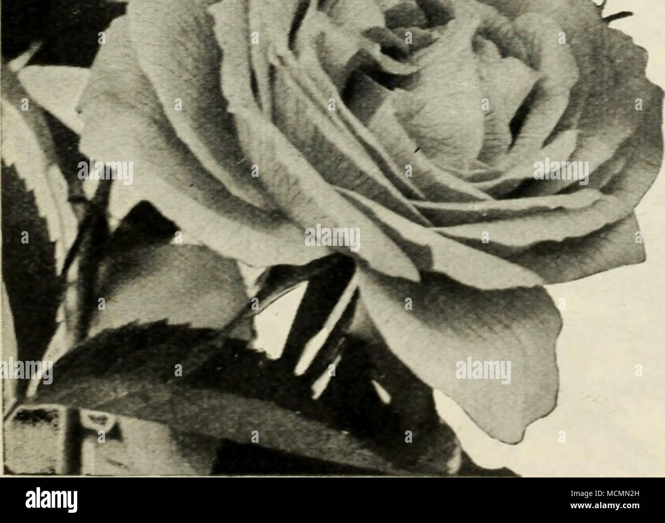 article thumbnail