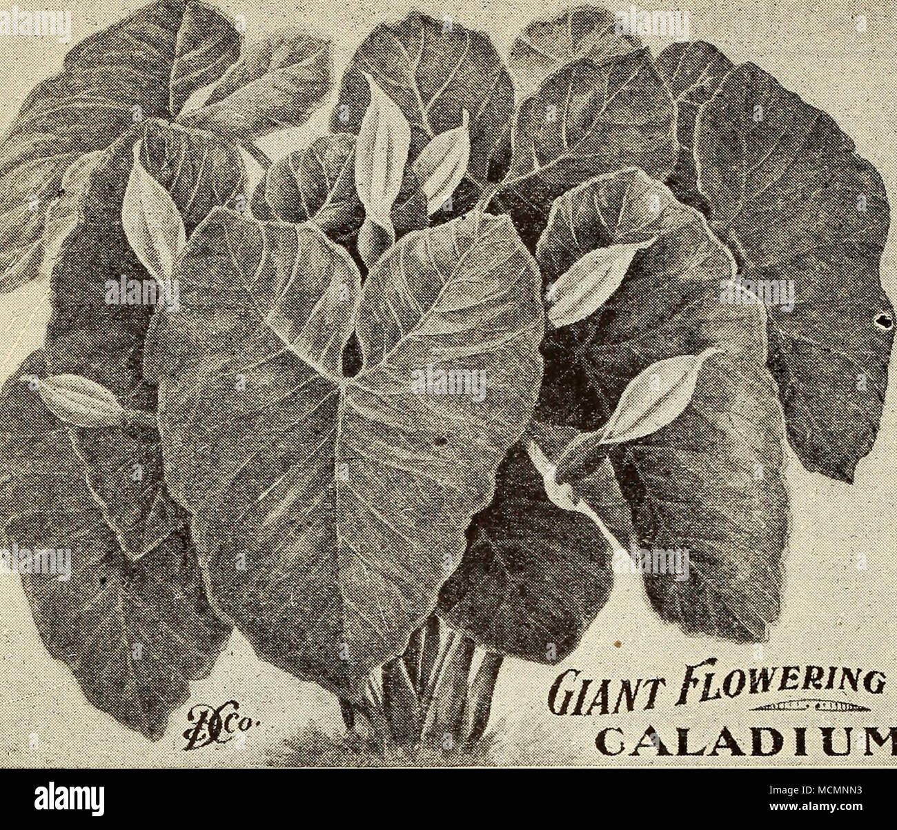 . 1 ^ W^' ^ lA caduta e lasciato le zone di svernamento (in casa o in cantina. Il Gigante Dingfee- fioritura Caladium un la maggior parte delle magnifiche piante crescerà da tre a quattro volte più veloce della varietà comune. Le piante che crescono da 8 a 10 metri di altezza, con bright foglie verdi, da 4 a 5 leet lunga e da 2 a 3 piedi largo. La costola e nervature sono irrecuperabili- en, dando la superficie della foglia di un ricco appaiono trapuntato- mente. È ardito e en- dures siccità. Esso produ ^s immenso, neve-wh.te, f11- concedere fiori. Inizia t^ bloom quando foui o cinque mesi e fiorisce con- stantly. Il fiore-gambi di produrre sei a dodici gemme ciascuno. Th Foto Stock