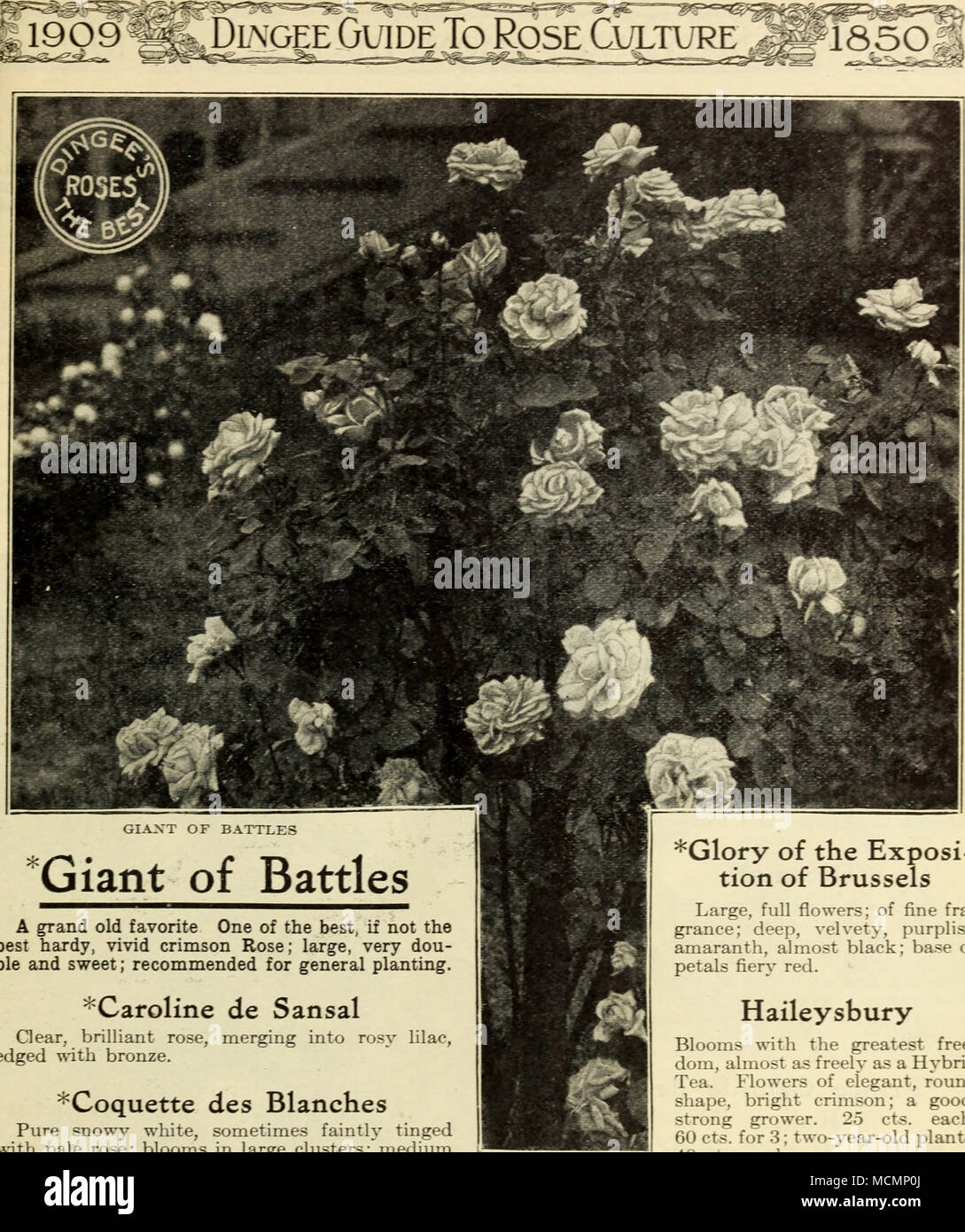 . GIAXT DI BATTAGLIE "Gigante di battaglie un grand vecchio preferiti come uno dei migliori se non il migliore hardy, vivid Rosa cremisi; grande, molto dou- ble e dolce; consigliato per la piantagione di carattere generale. "^Caroline de Sansal Qear, rosa brillante, refilato ^-ith bronzo. fondendo in rosy lilla, ^Coquette des Blanches pura snowy white, talvolta debolmente tinto con un pallido rosa; fiorisce in grandi cluster; di medie dimensioni, pieno e leggermente profumata. ^Fisher Holmes Ver' bella, somigliante Jacqueminot generale, ma più piena e costante bloomer; dark, ricca scarlet, passando al profondo cremisi vellutato; extra large, f Foto Stock