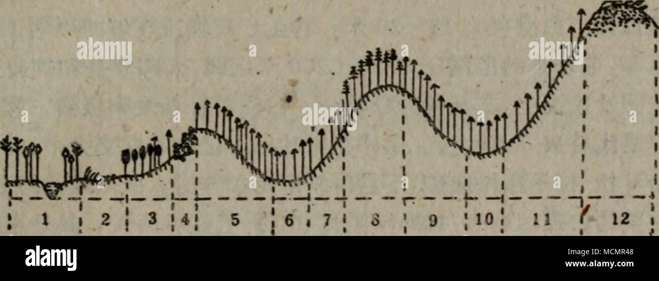 . Å¾4 å¤§å 'å®å²-ae£®aeåå'å¾ 1.é¦ae£§ãaeae³2.ç®ae¨ºãèè(5^å¤'å£å-ï¼3.ç½ae¨º4.å 'å®aeª¢ae5ã 6ã 7ã 9ã 10ã11.çé¿å¨åç§ç"å °ä'çè½åae¾8.ae§å-ae¾1ï¼?.ae"ae¾ (åç §å¼ çè¯ï¼å¤§å 'å®å²-å±±mçtÂ"ç©èè½ï¼ç§å-¦åº)!5ç¤¾ï¼1955"å¹'ï¼ å°±ae'ä'ªå¤§å 'å®å²-çaeåçµaeååå'ae åµae¥çï¼å 'å®è½å¶ae¾ç'å å¤§å 'å®å²-aeå°ae"é¢ç§¯ 'ç70%ï¼ä'ºae¬åºçä"£ è¡¨ae ç§ãå 'å®è½å¶ae¾å¥ç§°aeae°ae¾ï¼å±è½å¶ä¹ae¨ï¼ae é"25â30ç±³ï¼è'å¾ ä'è¬60â80åç±³ãae¨aeae¯è¼åç¡¬ç'°å¯ï¼è³é¦èaeå ae³½ï¼èae½åaeå¼·ï¼ä'ae¨çéé ï¼å å·¥å®¹ aeï¼é Å¤¯åä¼è¯çåae¨å"ºç-aeaeå¤ï¼å¹·è½ä'ºé è¹ãaeae¨ãçµae±ãç¿ae±åå¨å ·ç¨aeãå 'å®è½å¶ ååå'çèå'ä"aeµ·ae300ç±³ä"ç'ï¼ä¼'å±å°1400ç±³çé"å±±ï¼ä'"è¦éä'-å¨é'å¡ãåé'å¡ï¼ä"¥ åaeç³ç°è²-çae¹¿ae½¤ãè¥ae²ãå Foto Stock