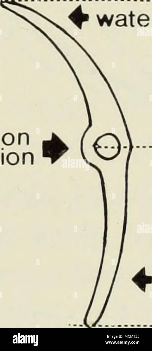 . F direzione ^ f/^' di Nx)tion W VS^l spinta verso il basso i' upthrust Fig. 8 caudale meccanica. A-D. Diagrammi che mostrano le forze generate da un homocercal (pesce dei teleostei coda) movimento da lato a lato in acqua e a. Vista posteriore. b. Vista laterale, c. Vista dorsale. d. Vista dorsale, risolvere il movimento della coda nel moto di un piano inclinato in movimento in corrispondenza di un angolo di attacco di 0°- E. schema di una coda homocercal movimento da lato a lato, mostrando come le deviazioni delle punte possono essere risolte in movimenti di piani inclinati (vista posteriore); la spinta verso il basso prodotta dalla punta epicaudal, movimento a Foto Stock