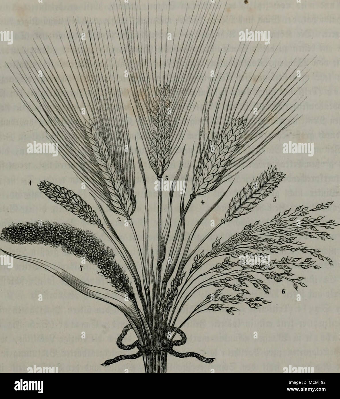 . (5ctretJie-3lrten 5er ^fdjlbantfn am htv 5tdnjtit. V2 iintiiilidKr ©röße. 1. Ssteincv ^^^Tai^tbauircijen (vulgare Triticuni antiquorum). 2. Stiebte ffdiljeitic^c ©evfte (Hor- deum hexasticlium deiisum). 3. kleine fcd^gjciticjc ©eific (H. hexastichuni saiictum). 4. Slcßtijjtifcficr SSJcijcn (Triticum turgidum L.). 5. (5mmer (Tr. dicoccum Sehr.) 6. D?Se}jfnt&GT;ivfe (Panicum milia- ceum L.) 7. SoIben()ivfe, geniüc^ (Setaria italica). Foto Stock