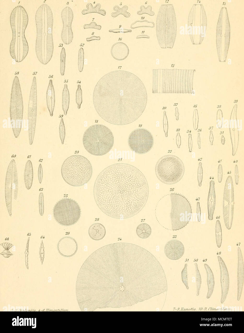. 1-3.llipli&GT;neis. Ã¤ -Ã.Hmiantfduim. 12-13.Striatella. 1i-15jiTnfihiJra. 26. Odontodixdts. EV.Aetino-ptuflnu). 30-31 Stauroneiv. 32-39. NavieiÃ¤^. 52- 63. Pimd^ria. 6i - 65. InsiMla. 7-d.it7wh'a. W-ll.Clfmandiuvi. 1(j-2i.Coscinodiscns. 2o.StephanoÃ¤isciis 28. Craspedodiscus. 2.1. Ã-allionella â id-i6. StauTOpiera. 47-S1. C.occovema. t&GT;/l Si/ndendriuni. Clara H'hr^nberij ge f K m-ier ,;,vt Foto Stock
