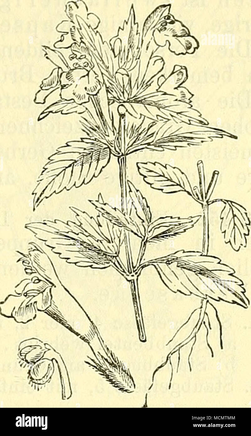 . Fig. 367. Galeopsis ochroleuca. Hohlzahn. Nebst einzelner Blüte und einem Staubbeutel. Foto Stock