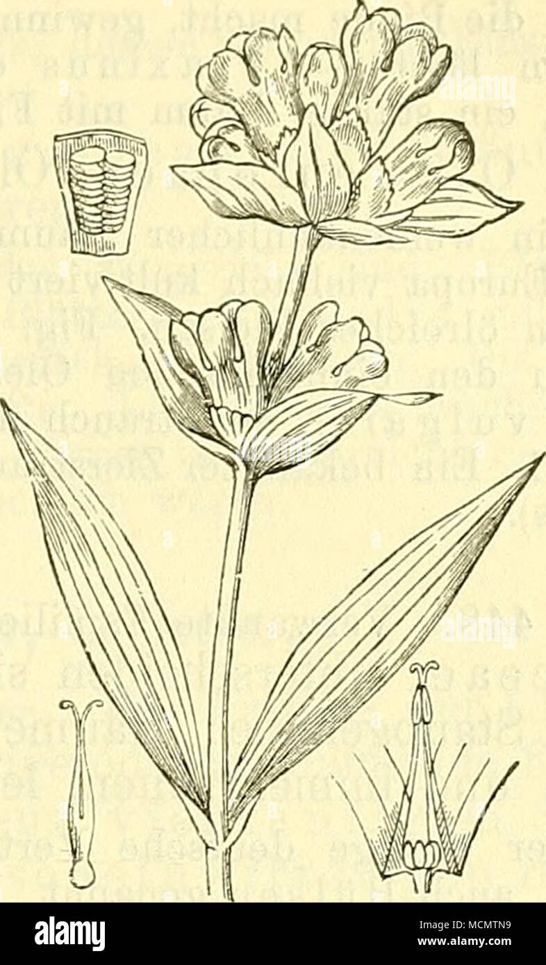 . Fig. 356. Fig. 357. Gentiana lutea. Gelber Enzian. Gentiana purpurea. Purpurner Enzian. Nebst einzelner Blüte, Blatt und Wurzel. Nebst den inneren Blütenteilen. Foto Stock