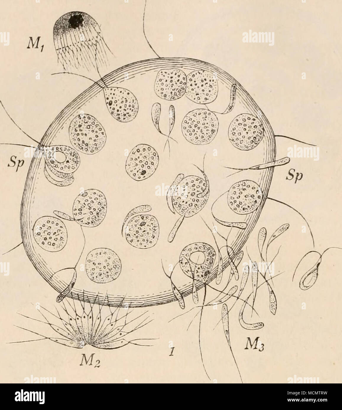 . Fig. 158. Eudorina elegans, eine weibliche Colonie (cenobio) von Zoospermien Sp umschwärmt (nach Goebel). Mi-Ms Bündel von Samenzellen. Aii.s Sachs Fig. 412. eine kuglige Colonie zusammensetzen, ein Tlieil vegetativ bleibt, Der andere Theil sich in Geschlechtszellen umwandelt. Bei Volvox erreichen / W 1 )/ ' Foto Stock