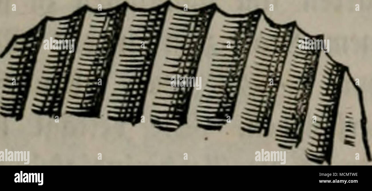 . Beiväntie n)al)rnimnit. 2)iefcr Umftanb fütjrt aud), njoferii er nic^t frü()er fd)sul burc^ baö ©efrieren BC6 [ic^ barin fammcdibcn SQafferö 9efcl}cl)en fo((te, enb(icf) se)ven Sturj (I)erbei. Ü)ian finbet ba(}er auf ben (5c()rattenfelbern nld}t feüen (Jtücfc ©tein tu ber gorm öou (S^wertern, ?ansctten, runb(id)dieci unb öietecfigen ©c()etl)en, üoti bcren ßntfte^ung, ta fte Dknbe am, mit 2tuönal)me eineö eitisigen oft faitm mcvfbaren ^untteö, fc^avf 5u= laufen, aud) ber 9kturfuubige, bem bie @cl)ratteubi(bung uid)t genauer befaunt ift, faum eine (Srftärung geben fönnte. Ueberf)aupt geftaüet fid Foto Stock