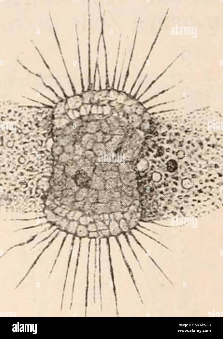 . Fiff. 54. Foto Stock