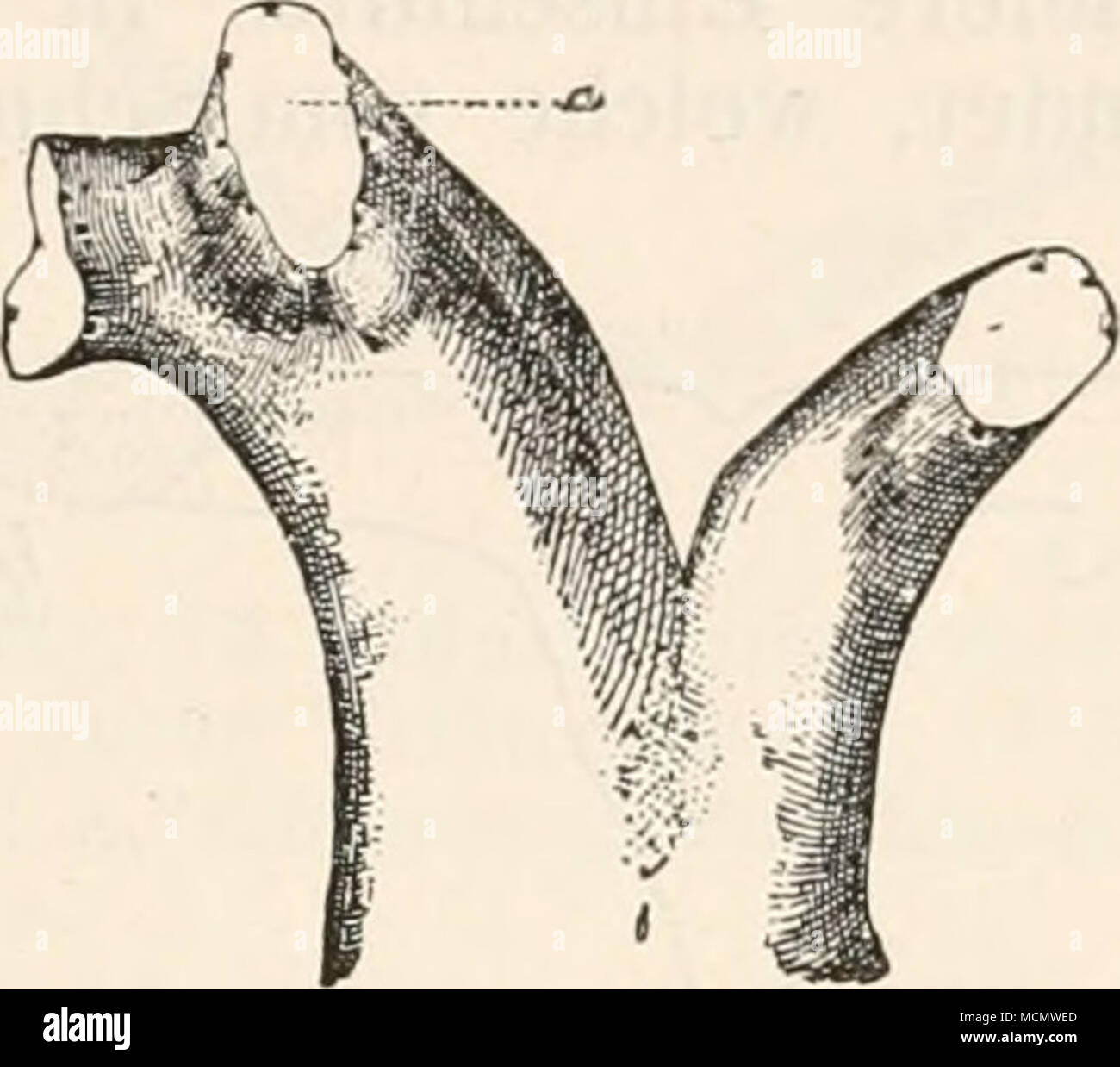 . Fig. 71 u. B. Cione intestinalis. Nach Loeb. Una matrice orale Köhre wui'de nahe der Mundöffnung bei un eingeschnitten; an der künstlich erzeugten Oeffnung bildeten sich Ocellen. B DAS in un dargestellte loro einige Wochen später; aus der Schnittstelle ist eine neue Röhre (a) hervorgewachsen. Natürliche Grösse. Die beiden Experimente hal)en das Gemeinsame, dass durch den Einschnitt die Zellen in der Umgebung der Oeffnung, welche bis zur Verheilung der Schnittränder am Zuwachsen verhindert wird in eine Summe von Bedingungen versetzt sind, wie sie sich in ähnlicher Weise an den Mundrändern vorfind Foto Stock