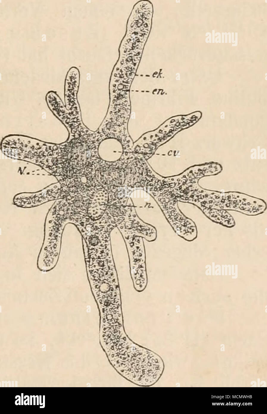 . Fig. 2. Amoeba Proteus. Nach Leidv. Aus Eich. Hektwig. n. Kern. cv. Vacuolo contrattile. N. Nahrungsballen. en. Körner- plasma, ek. Hautplasma. Foto Stock