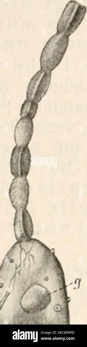 . Â"â ^ - Foto Stock