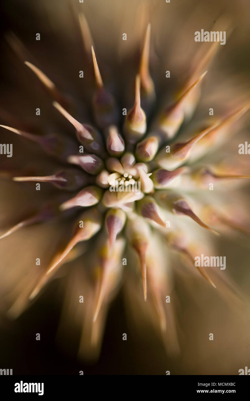 Extreme close up vista dall'alto di un fiore in Tankwa Karoo, Western Cape, Sud Africa Foto Stock