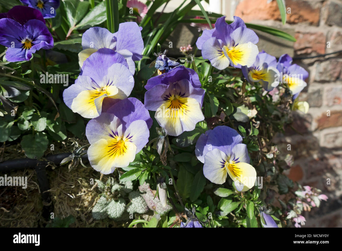 Primo piano di fiori viola fiore fiori viola che crescono in paniere sospeso in primavera Inghilterra Regno Unito GB Gran Bretagna Foto Stock