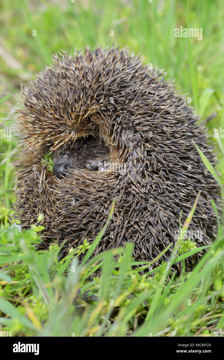 I giovani europei riccio in erba Foto Stock