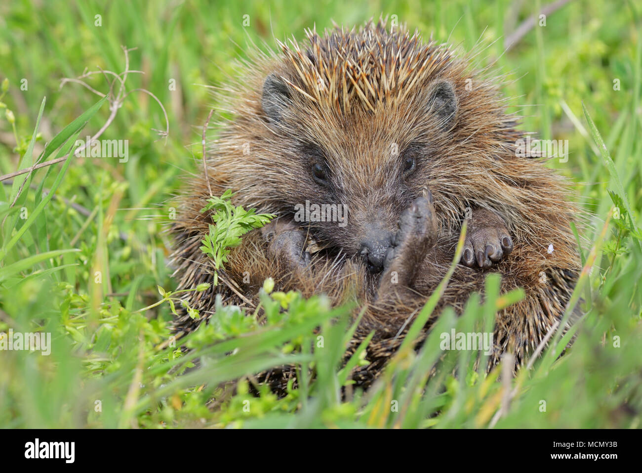 I giovani europei riccio in erba Foto Stock