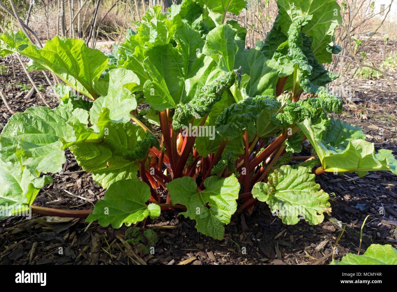 Primo piano della pianta di Rhubarb che cresce nel giardino in primavera Inghilterra Regno Unito GB Gran Bretagna Foto Stock