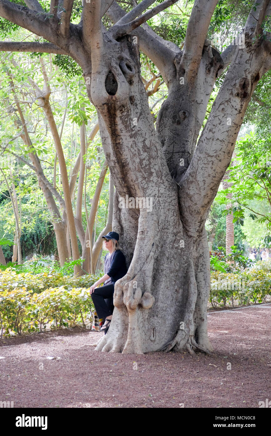 Santa Cruz de Tenerife; Ficus macrophylla alberi del Parco Garcia Sanabria e giardini. Foto Stock