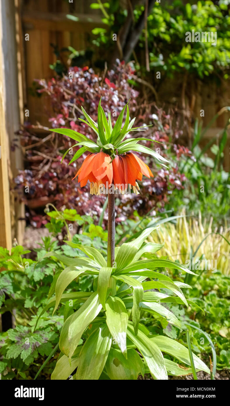 Fritillaria Imperialis William Rex in un giardino confine con Sun in piena fioritura durante la primavera UK fotografia scattata da Simon Dack Foto Stock