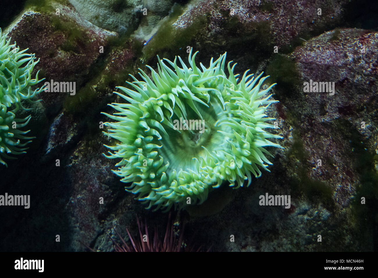Anemone verde sotto il mare Foto Stock