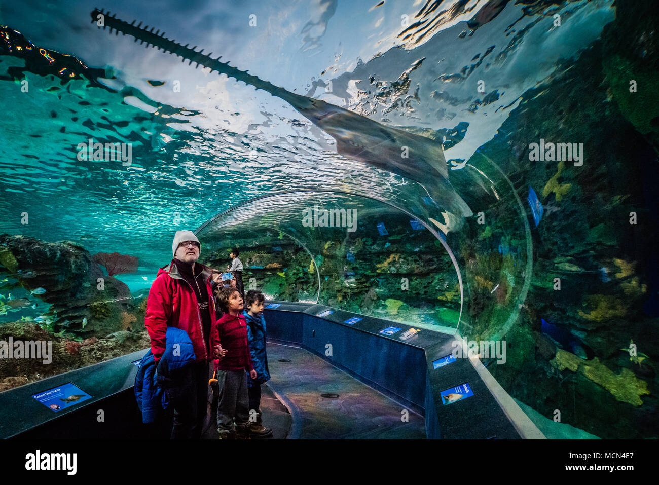 Ripley acquario visitatori di Toronto Foto Stock