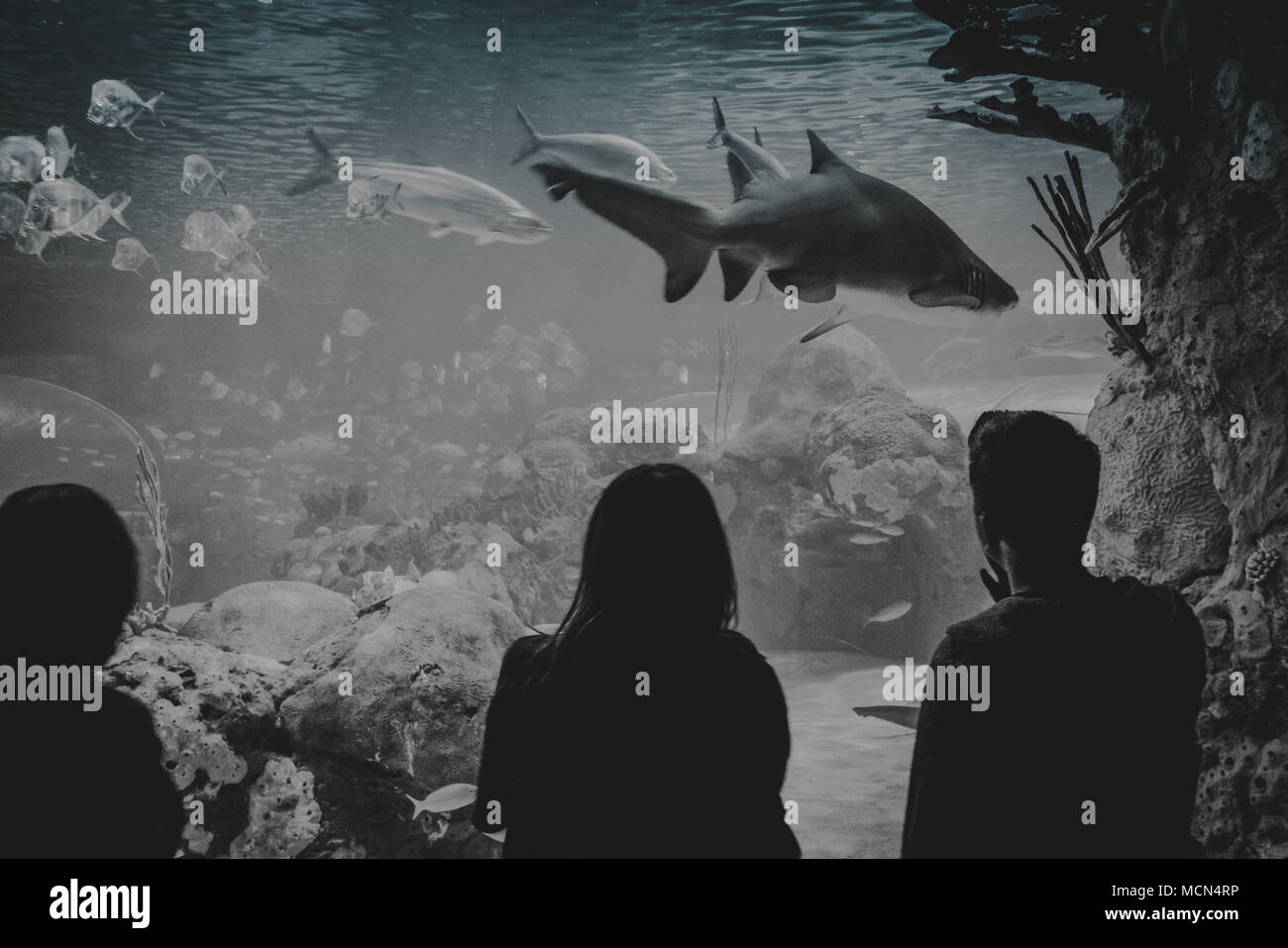 Persone che guardano alla piscina di squalo all'interno di un enorme serbatoio di pesce in bianco e nero Foto Stock