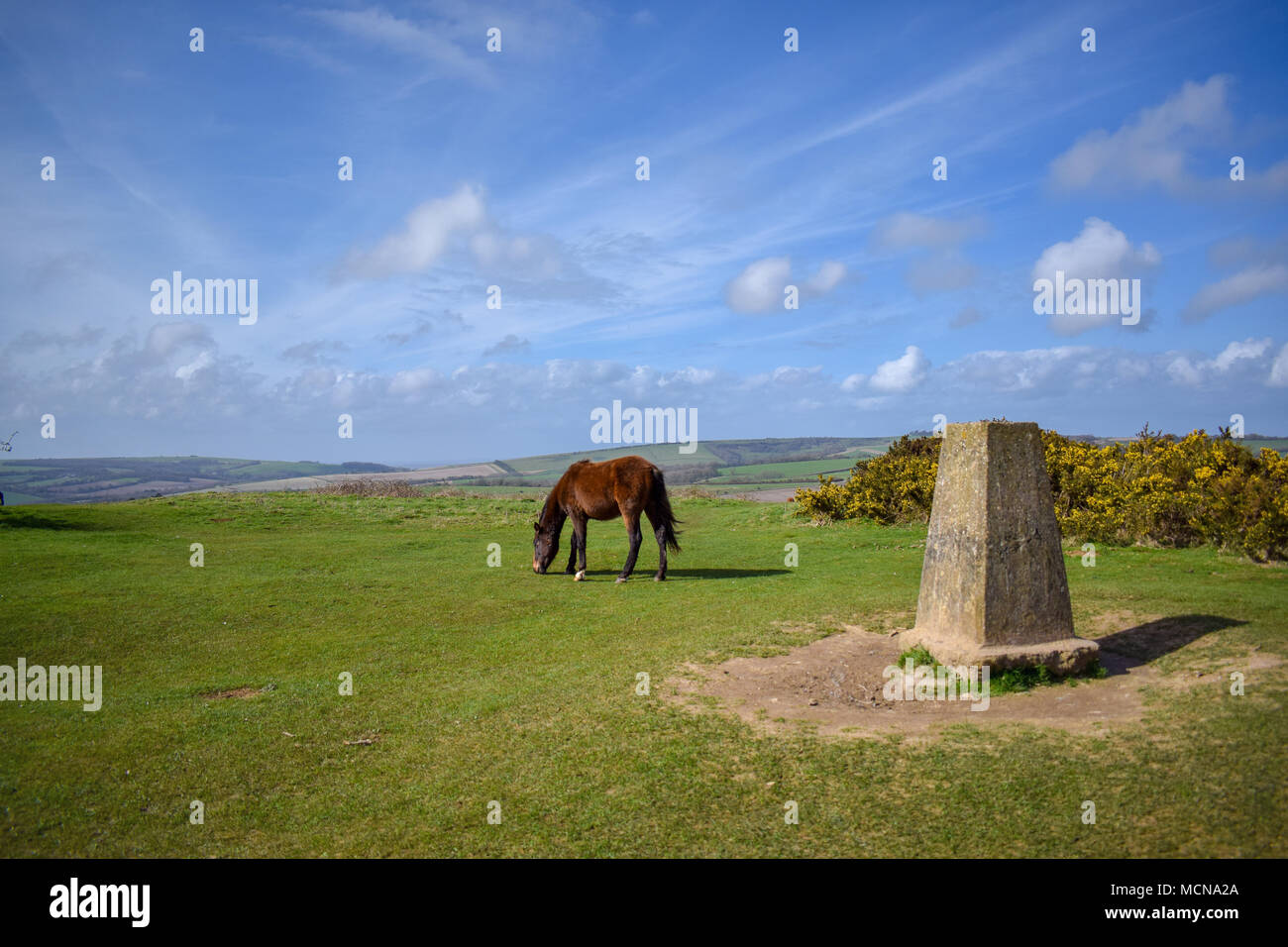 Pony a Cissbury Ring Foto Stock