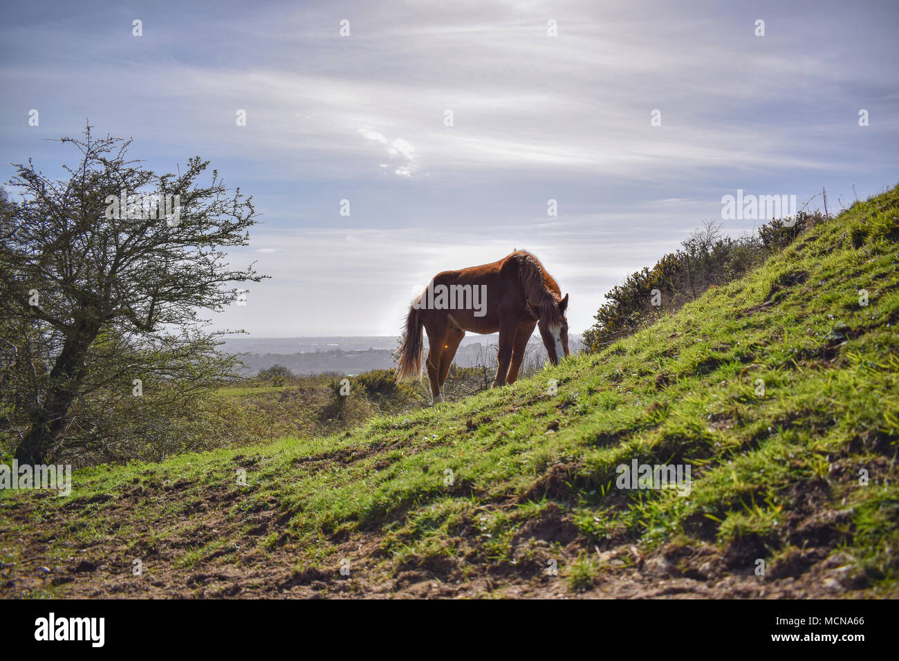 Pony a Cissbury Ring Foto Stock