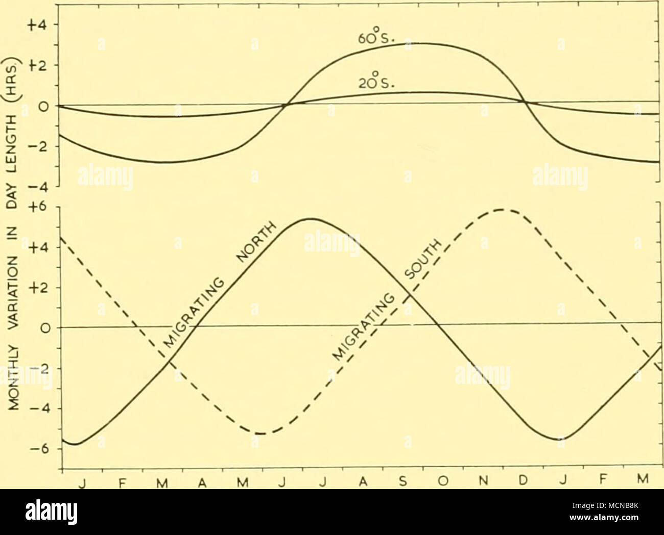 . Text-fig. 42. In precedenza, mensile cambiamenti nella lunghezza di giorno (dall'alba al tramonto) a latitudini 200 S. e 6o° S. sotto, mensile stimata cambiamenti nella lunghezza di giorno vissuto da balene in migrazione tra 20° S. e 6o° S. non in modo completo (vedi sopra, p. 339), e nella sua gamma di allevamento la balenottera comune è probabilmente più ampiamente dispersa rispetto all'Humpback. Uno dei risultati di queste migrazioni è che la pinna di balena e di altri cetacei, sono sottoposti ogni anno per due periodi di aumentare le ore di luce e di due periodi durante il giorno le lunghezze sono in diminuzione. Gli animali che non migrano esperienza solo un periodo di aumento, e Foto Stock