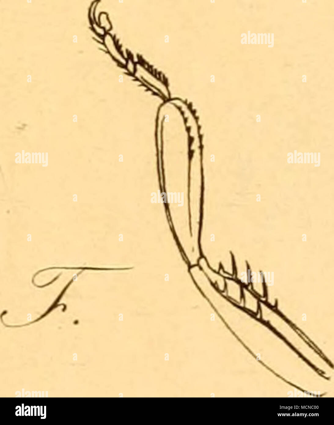 . ^^J¥t^ct7t '"e^;^7yct^ ^ J''¥-^:€y(y(?c-e^t^uö vr.s. Foto Stock