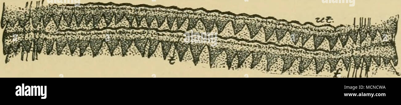 . Fig. 120.-segmenti delle frange tenia {Thysanosoma actinioides), che mostra i canali e i nervi e (/) frmged frontiera, {t) testicoli, e {ut) utero. Ingrandita. (Dopo i montanti verticali, 1893.) presenza sospetta. Verso il mese di settembre gli agnelli non riescono a crescere come dovrebbero ; in novembre i sintomi sono contrassegnati. In primo luogo, la w^orms pro- duce irritazione locale dell'intestino che infine si sviluppa in una cronica infiammazione catarrale ; la loro presenza nel gallo-condotti produce risultati simili, e ne ostruisce il flusso di bile ; infettato gli agnelli sono grandi teste, sotto-dimensionati e nascondi-bound ; il loro portamento è rh Foto Stock