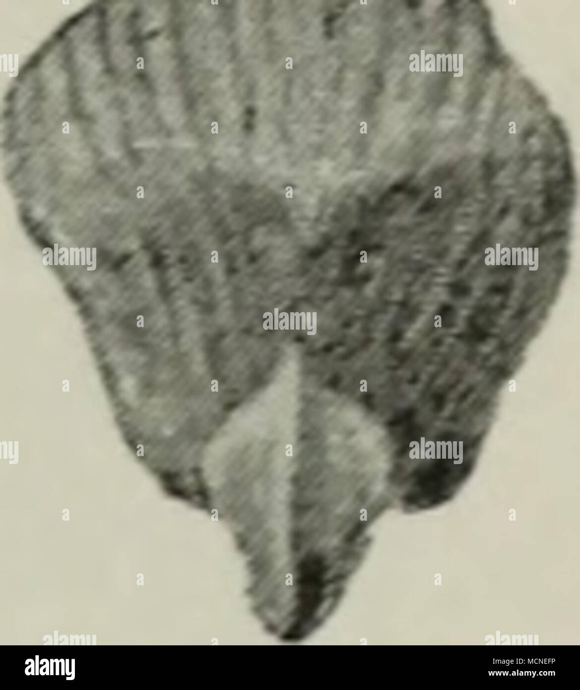 . V t ii 11 T-EngelmaDml. Tsnga.canai. carolm. Merlens. FaUon. Sieboldii. Foto Stock