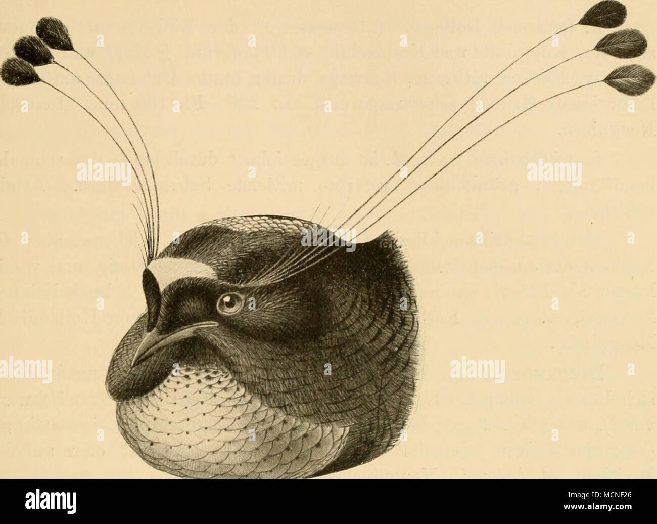 . •Ig. 169. P. lawesi ]ains. Dem älmlich Vorigen, aber Seliwanz gerade veloce. 2 dem von selilata ähnlich, aher rostfarhen Unterseite mit in Wellen, Belgium.Wellen scdiwarzen- binden. L. 280, Fl. 150 nun. Owen-.Stanley- gebirge in Neuguinea. P. wahiiesi Rothsch. ("Sup])ononia" der Eingeborenen). "Schwanz stufig, viel länger als Flügel. Stirnwulstbronze- braun glänzend, sinist in der Färbung dem gleichend Vorigen. L. 400, Fl. 155 mm. Süd- (istliches Deutsch-Neuguinea (oberer Wariafluss). Lophorina Vieill. Beim (/ lange, starre jSTackenfedern, einen gabel- förmig ausgeschnittenen oder abgerundeten, den Rücken Foto Stock
