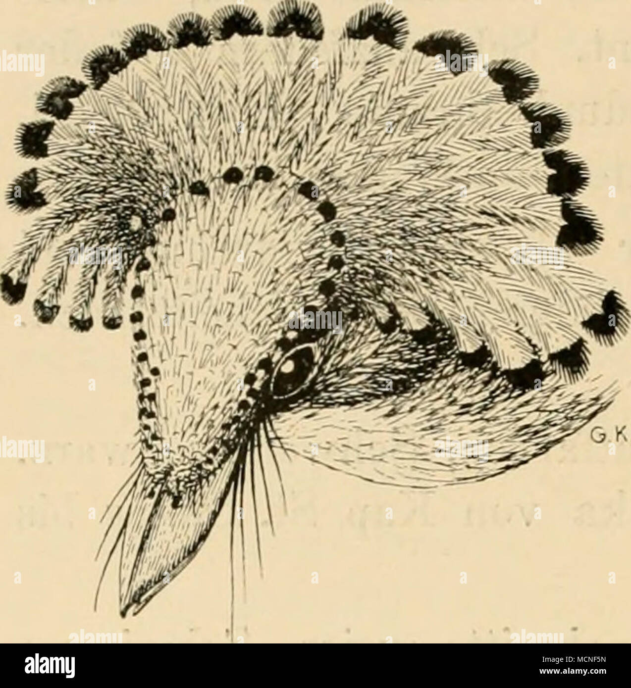 . Fig. 122. rotbraun, am Ende schwarzbraun. L. 180, Fl. 110 mm. La Guyana, Amazonien. Onychorhynchus Fischer, Königstyrann. Ausgezeichnet durch eine fächerartig aufrichtbare 8tirnhaube; Schnabel verhältnismässig lordo, sehr flach und breit mit langen, bis zur Schnabel- spitze reichenden Borsten (Fig. 122). 4 Arten von Mexiko Brasilien ins. 0. sicainsoni (Pelz.). Haubenfedern rot mit blausch^yarzem Ende, oberseits Braun, ins Botbraune ziehend, unterseits und Sch-vanz hellrotbraun. L. lOO, Fl. 85 mm. Siidostbrasilien. Myiobius Gr. Kleine Vögel, Flügel unter 7ö mm; sehr flacher, aber kurzer Schnabe Foto Stock