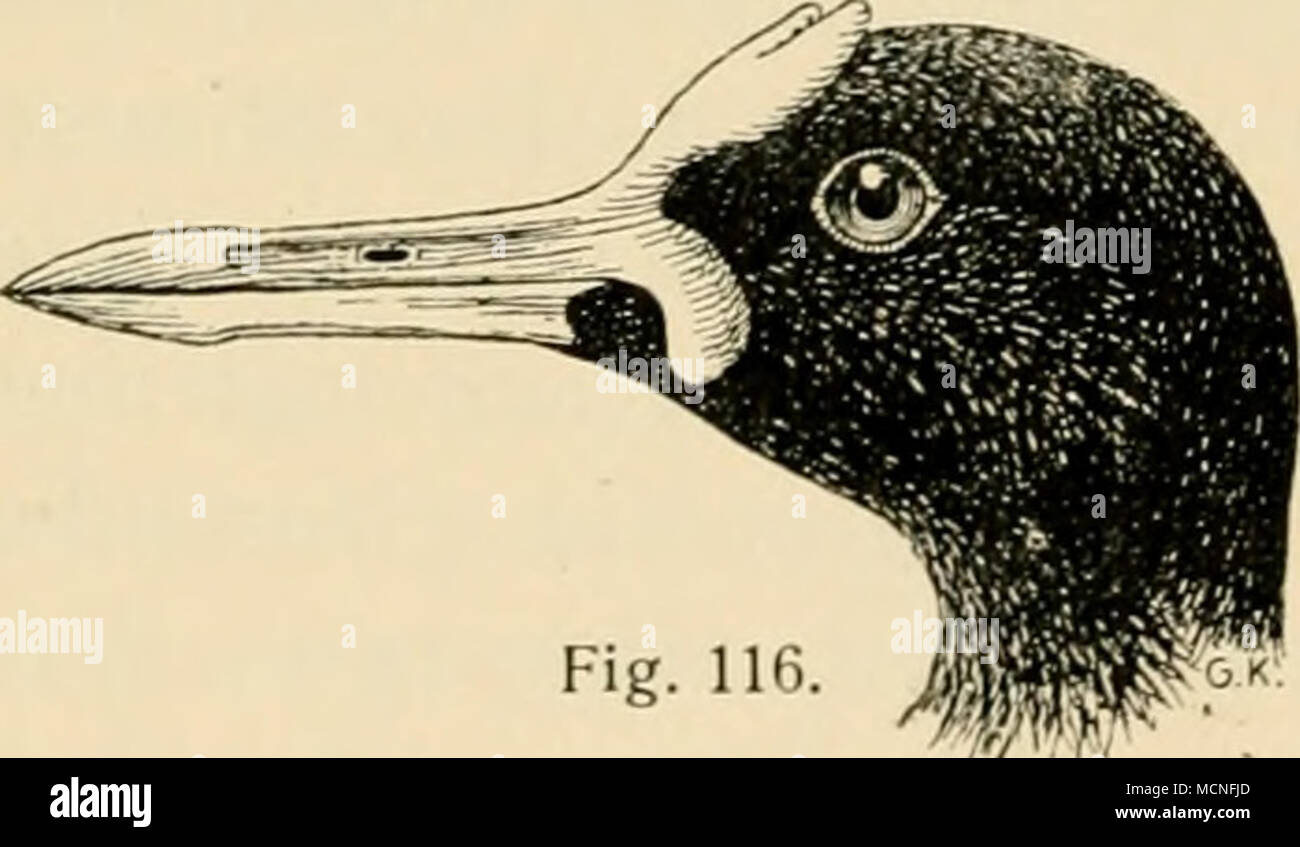 . 26. Familie: Eurypygidae. Sonnenrallen. Auch diese Familie ist nur durch eine im tropischen Amerika heimische Gattung vertreten. Der 'ogel, fälscddich auch Sonnen- reilier genannt, gleicht a circuizione allgemeine Krtrperform den Rallen. Auch der gerade spitze Schnabel, der mehr als kopflang und etwas länger als der Lauf ist, hat die Form des Rallcnschnabels, al)er die Schneidenränder sind am Spitzenteil wie bei den Reihern fein gezähnelt. Foto Stock