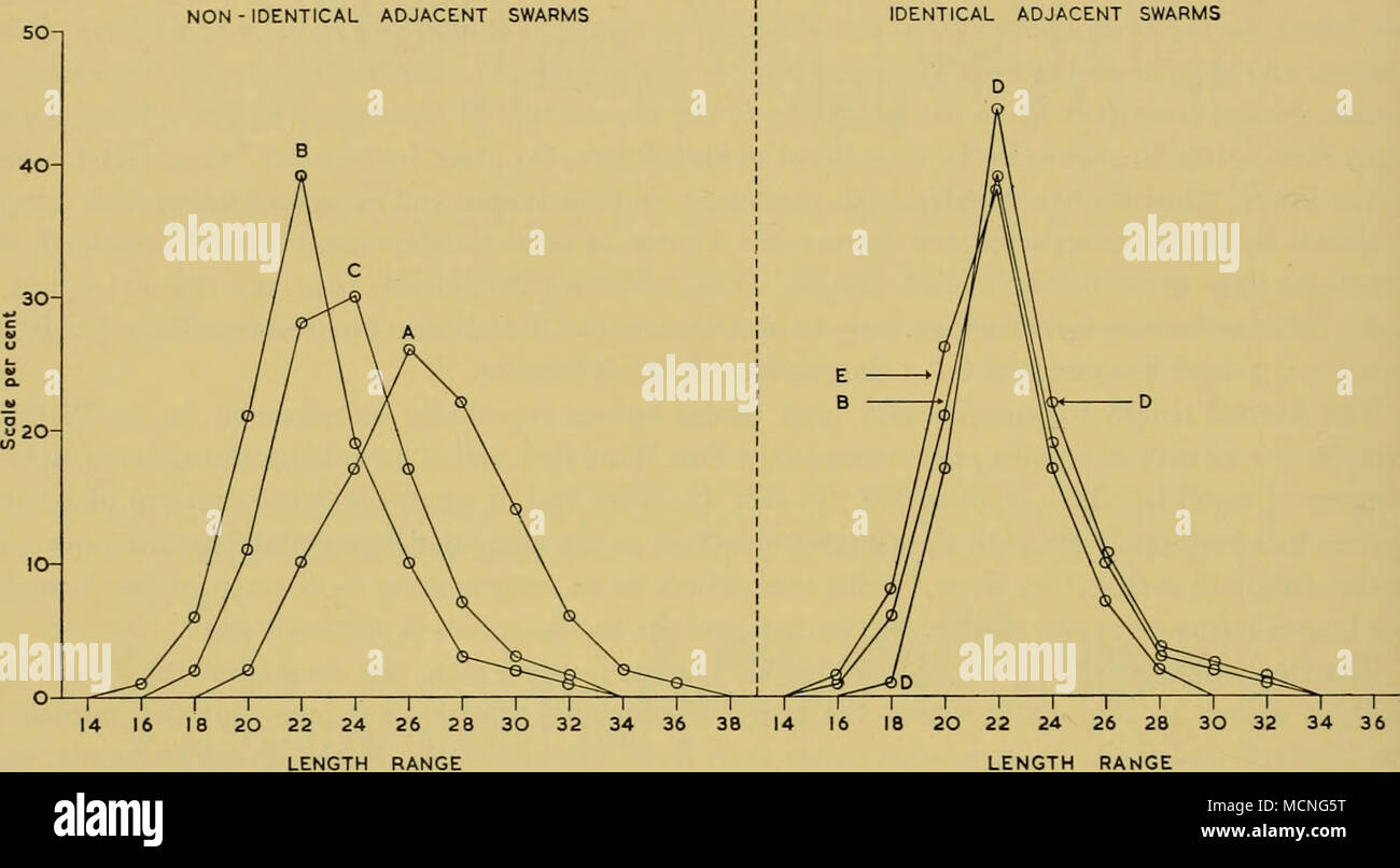 . Fig. 44. Il patch come sciami. Frequenza di lunghezza in cinque diverse chiazze adiacenti campionati a San WS 540, che mostra la variabilità distinte di età del modello che può essere presentato da sciami vicini (scala di lunghezza di 2 mm. di gruppi, ad esempio 30 = 29-30 mm.). circa 400 iarde dal suo prossimo. Le frequenze di lunghezza di questi raduni, basato in ogni istanza sulla misura di oltre 600 individui, sono mostrati in Fig. 44. È chiaro da questi grafici che in tre casi (campioni B, D e E) la patch rappresentano gli sciami di praticamente identiche età e che in due casi (Campioni C Foto Stock