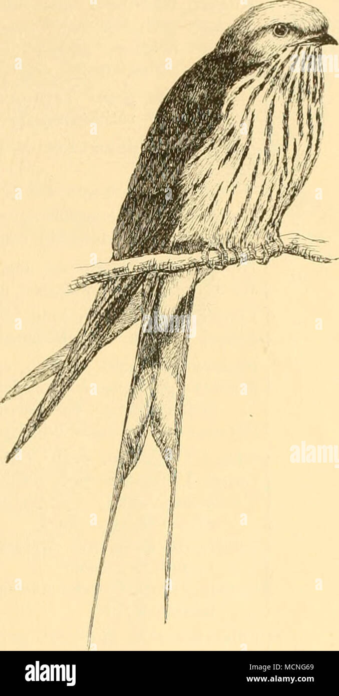 . Fig. 67. Hirundo puelln. 374. Psalidoprocne orientalis Rchw. Psalidoprocne petiti orientalis Rchw. Journ. Ornith. 1889 p. 277. L. 150, ¥. 100-105 mm. Schwarz mit grünhchem Stahlglanz; Unterflügel- decken weiss. - Ussambära. XLII. Muscicapidae - Fliegenfänger Schnabel flach und breit; starke Borsten am Schnabelwinkel; zehn mano- schwingen. - Sie bewohnen Wälder ebensowohl wie freieres Gelände, sitzen gern auf hervorragenden Zweigspitzen oder im Baumgezweig lichteren, welches ihnen Umschau gestattet, stossen auf vorüberfliegende Insekten, die sie im Fluge schnappen und kehren danach auf Ihren Foto Stock