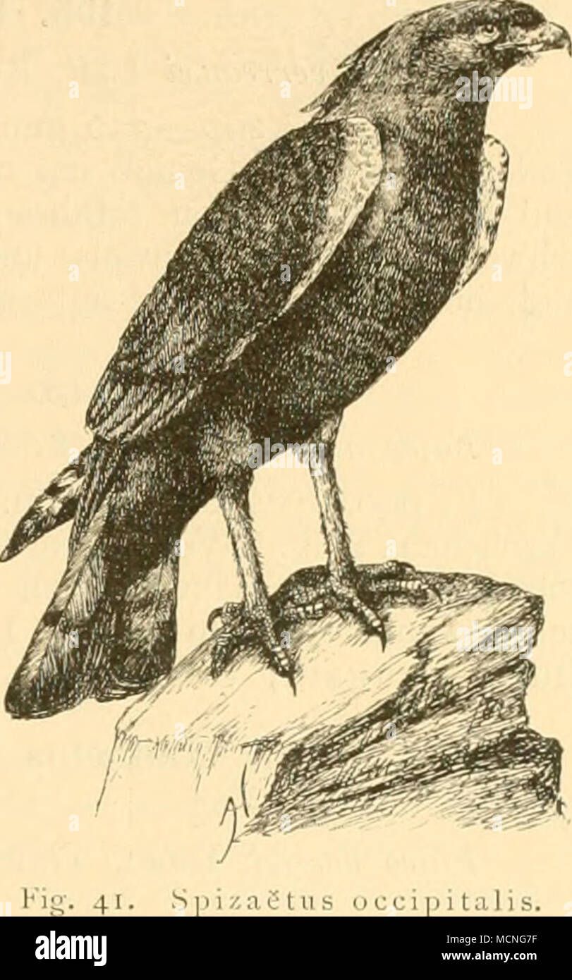 . P i 7, 51 u occipitalis s. 193. Milvus aegyptius (Gm) - Schmarotzer-Milan Fnico ai'ijyptius gm. S. N. I. 1788 p. 261. Vorgenannten Dem sehr ähnlich; nur durch gelben .Schnabel unterschieden. Der junge Vogel Iiat schwarzen .Schnabel und gleicht sonst der dem vorher- gehenden Art. - Ueberall anzutreffen. Einer der häufigsten Raubvögel, welcher nirgends fehlt, un jedem Lager- Platz sich einstellt und mit ungemeiner Frechheit Fleischstücke den Trägern vom Kopfe oder sogar aus der reisst a mano. In den Dörfern raubt er junge Huhner, bei Grasbränden stellt er ein sicli, um die aufgescheuchten Heu Foto Stock