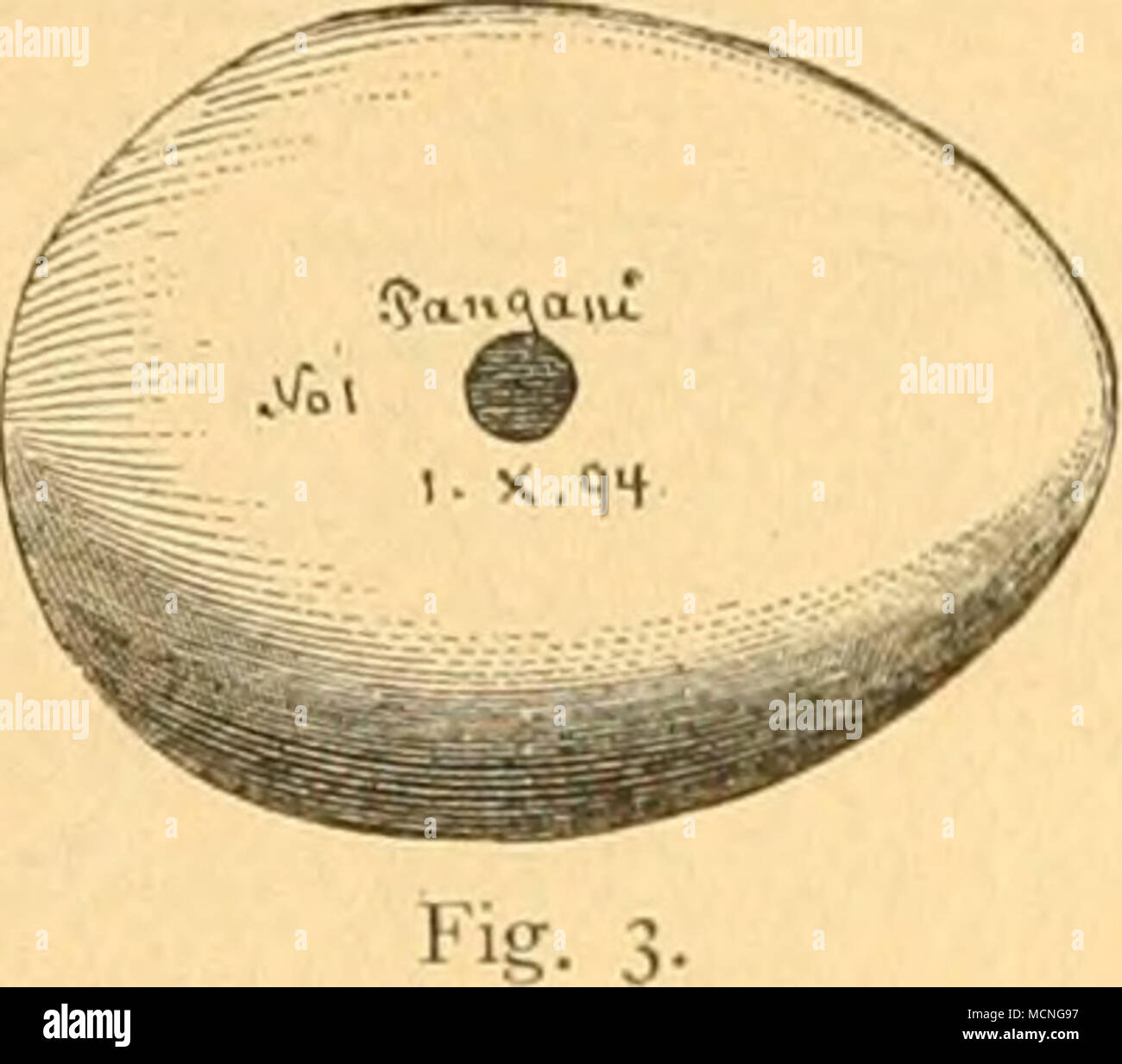 . In das Tagebuch unter der Nummer des zugehörenden Balges einzutragen. Solche Notizen haben denselben Werth Wie die kurzen Bemerkungen, mit welchen ein Reisender die Eindrücke über Land und Leute in seinem Tagebuch ver- zeichnet. Aus ihnen lassen sich später ganze Lebensbilder zusammenstellen. Bei der gegenwärtig noch così sehr dürftigen Kenntniss der Biologie der Vogel- welt Ostafrikas ist jede, auch die anscheinend unbedeutendste biologische Beob- achtung von Werth. Bezüglich der Benutzung der nachfolgenden Beschreibungen zur Bestimmung gesammelter Vögel beachte man zunächst Fig. 4 u. 5, auf Foto Stock